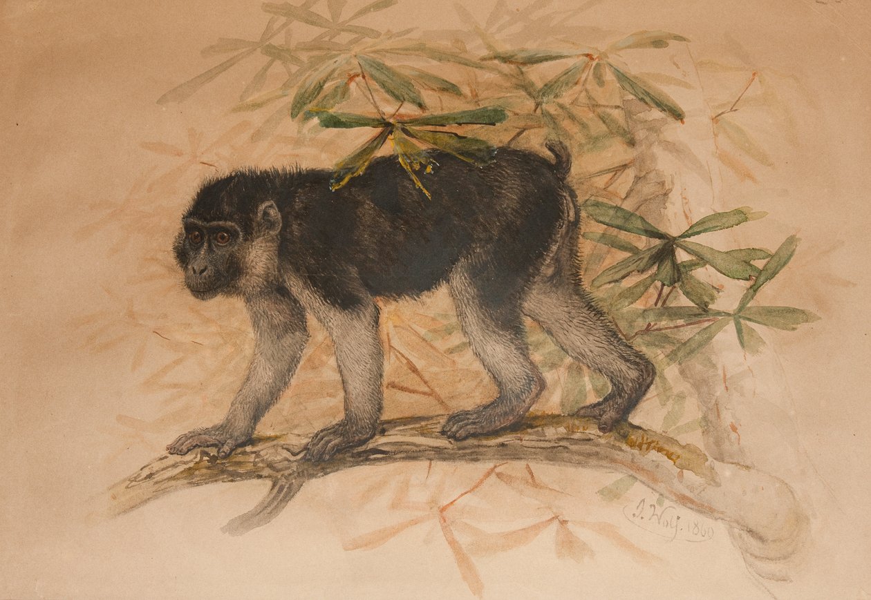 المكاك الأسود الرماد (Macacus ocreatus) ، 1869 بواسطة جوزيف وولف
