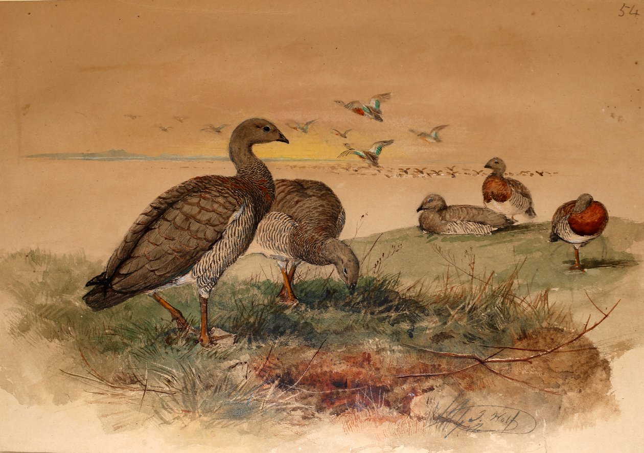 غوس برأس الرماد (Chloephaga poliocephala) ، 1852-54 بواسطة جوزيف وولف