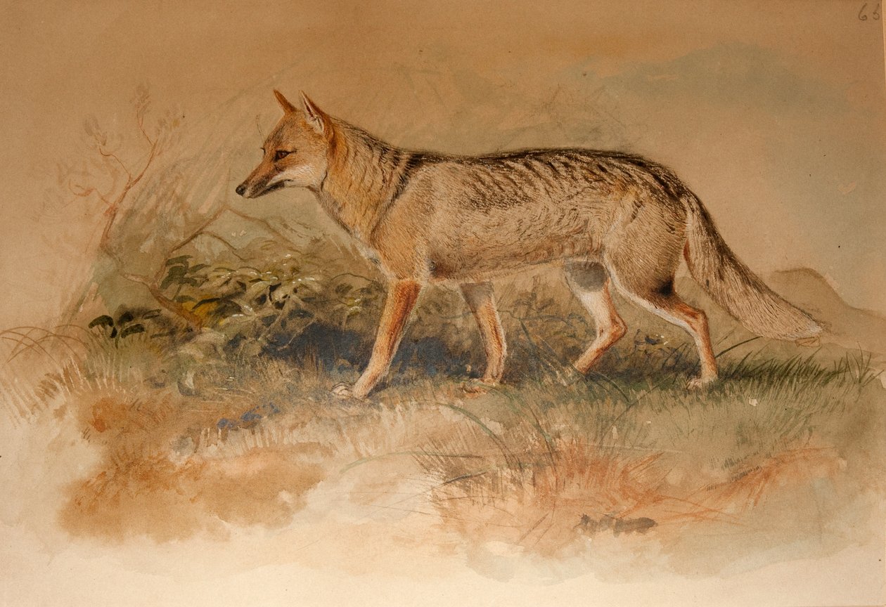 ثعلب أزارا - Canis azarae بواسطة جوزيف وولف