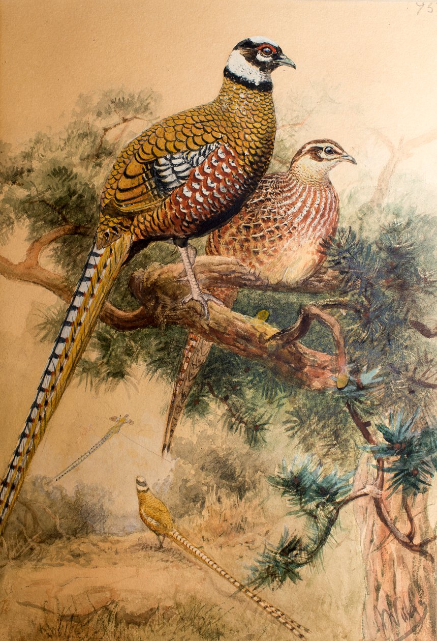 الدراج الذيل بار (Phasianus reevesi) ، 1852-54 بواسطة جوزيف وولف