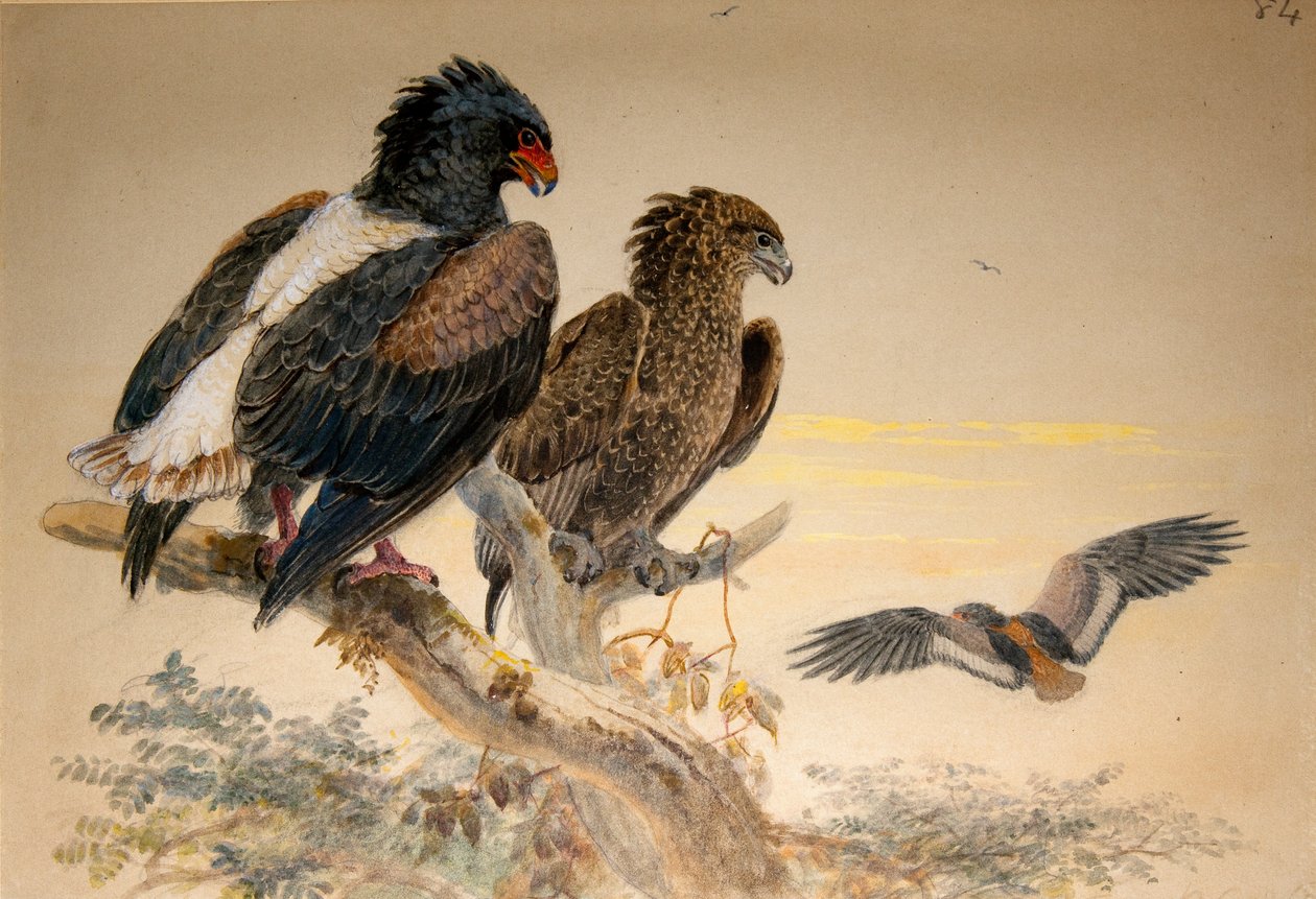 Bataleur النسر (Helotarsus ecaudatus) ، 1856-67 (مرحاض وقلم رصاص على الورق) بواسطة جوزيف وولف