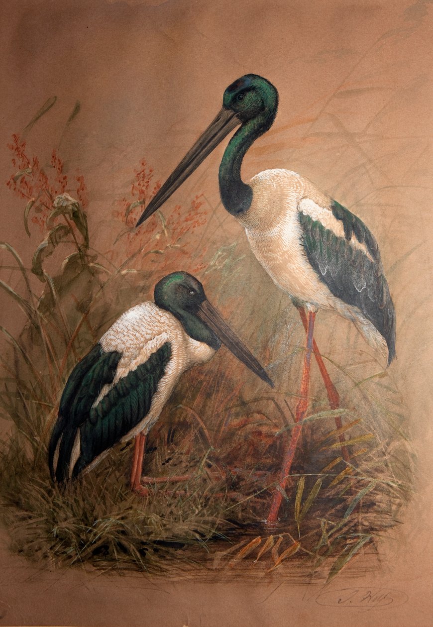 اللقلق ذو العنق الأسود (Xenorhynchus australis) ، 1856-1887 بواسطة جوزيف وولف