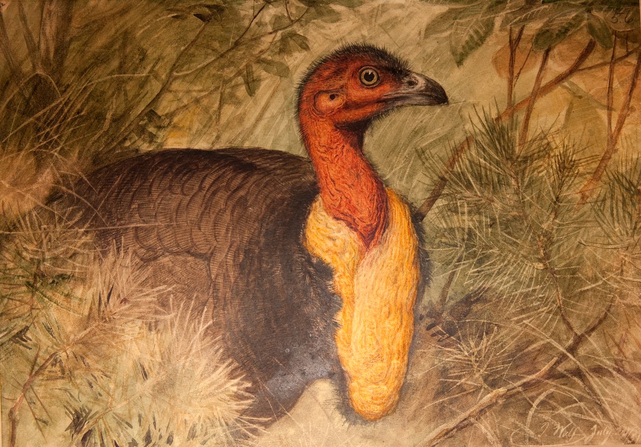 Brush Turkey (Talegalla lathami) ، c.1851-76 (مرحاض وقلم رصاص على ورق) بواسطة جوزيف وولف