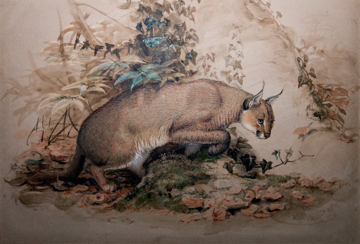 كاراكال ، 1851-69 بواسطة جوزيف وولف