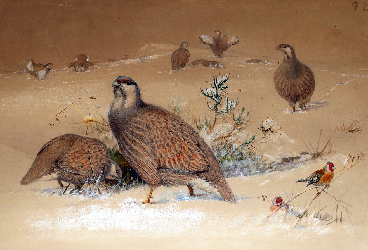 الحجل الثلجي لبحر قزوين (Tetraogallus caspius) ، 1852-54 بواسطة جوزيف وولف