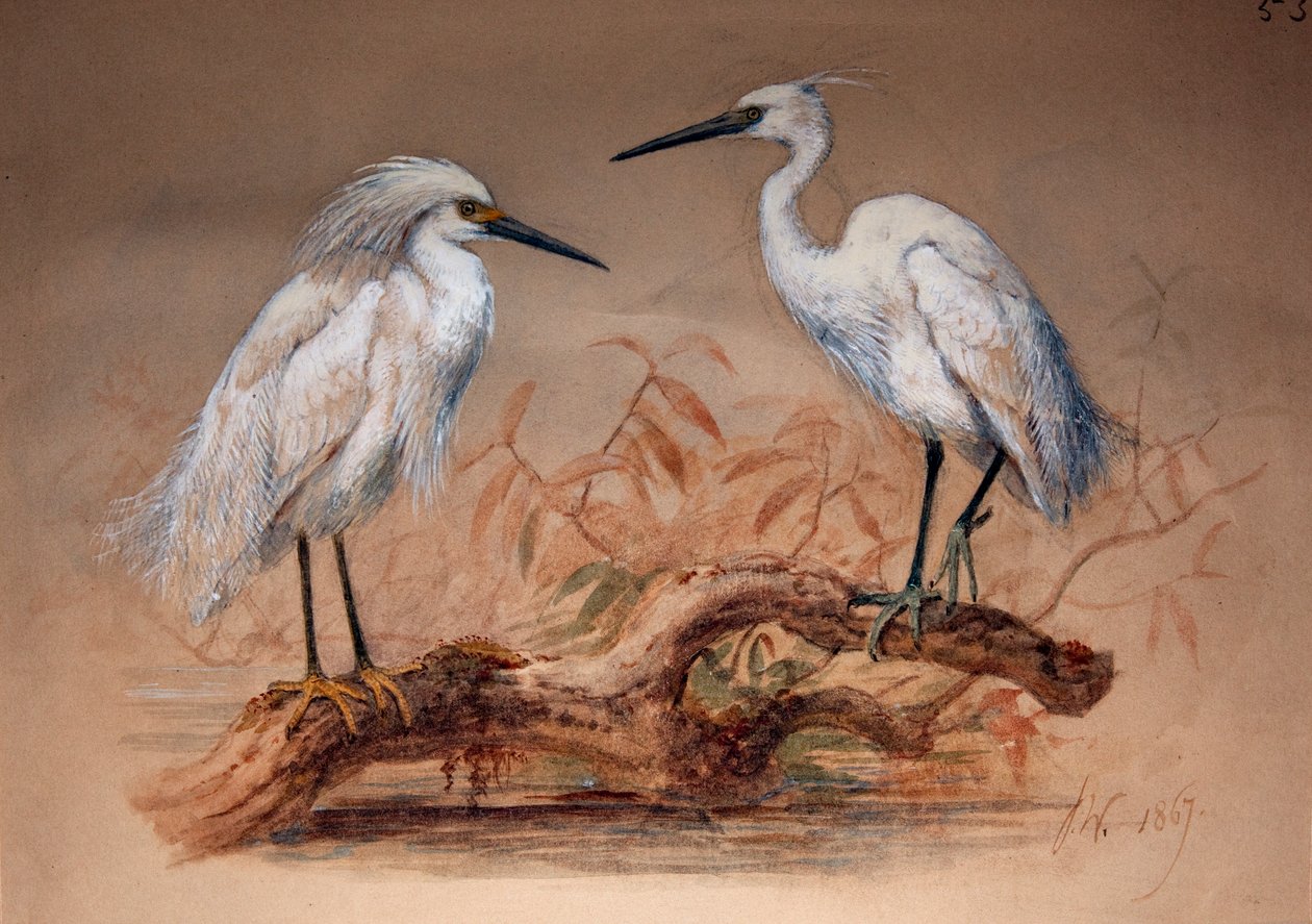 إيغريتس (Ardea candidissima: Arda garzetta) ، 1867 (مرحاض وقلم رصاص على ورق) بواسطة جوزيف وولف