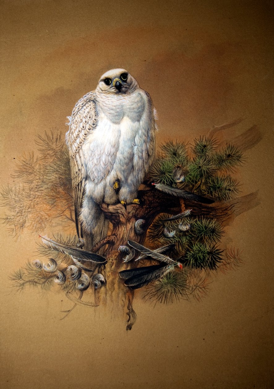 جرينفال gyrfalcon بواسطة جوزيف وولف