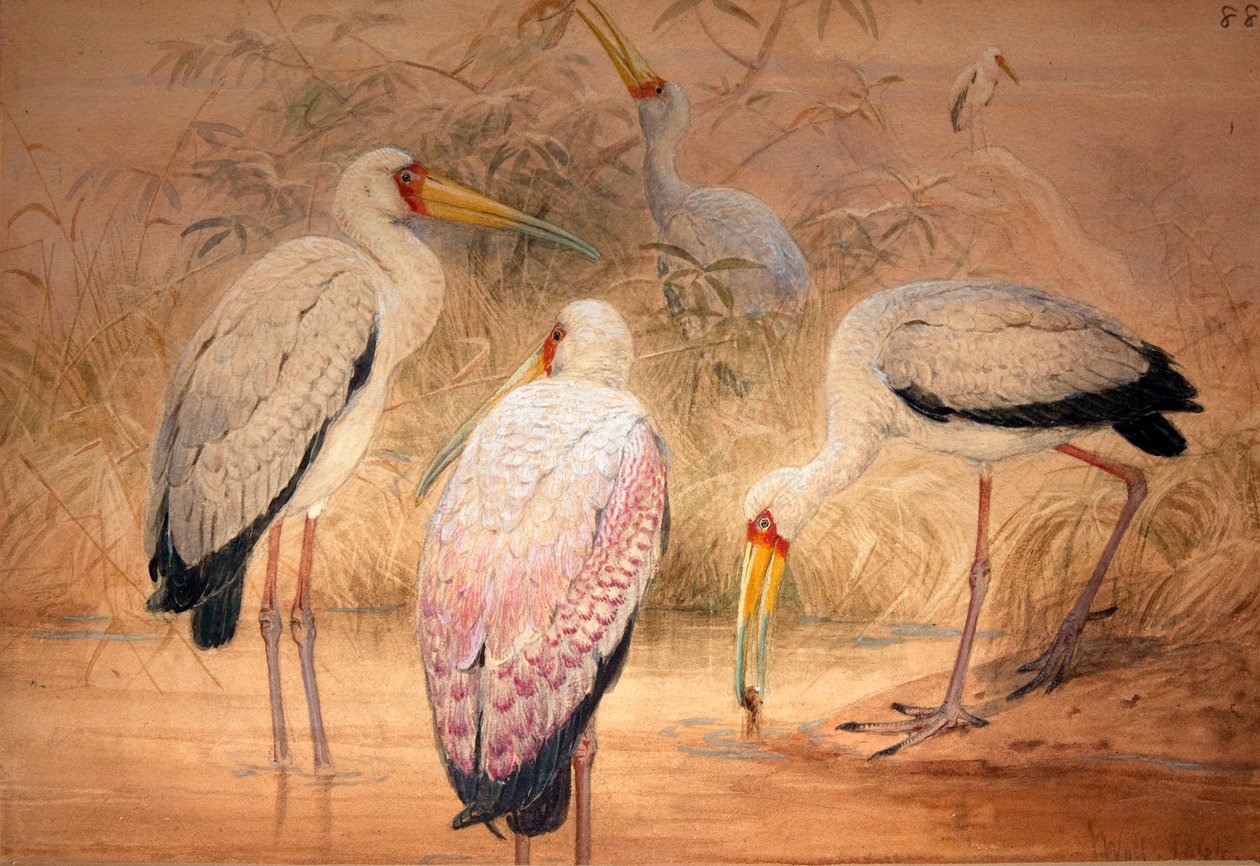 Tantalus الهندي ، 1856-67 (مرحاض وقلم رصاص على ورق) بواسطة جوزيف وولف