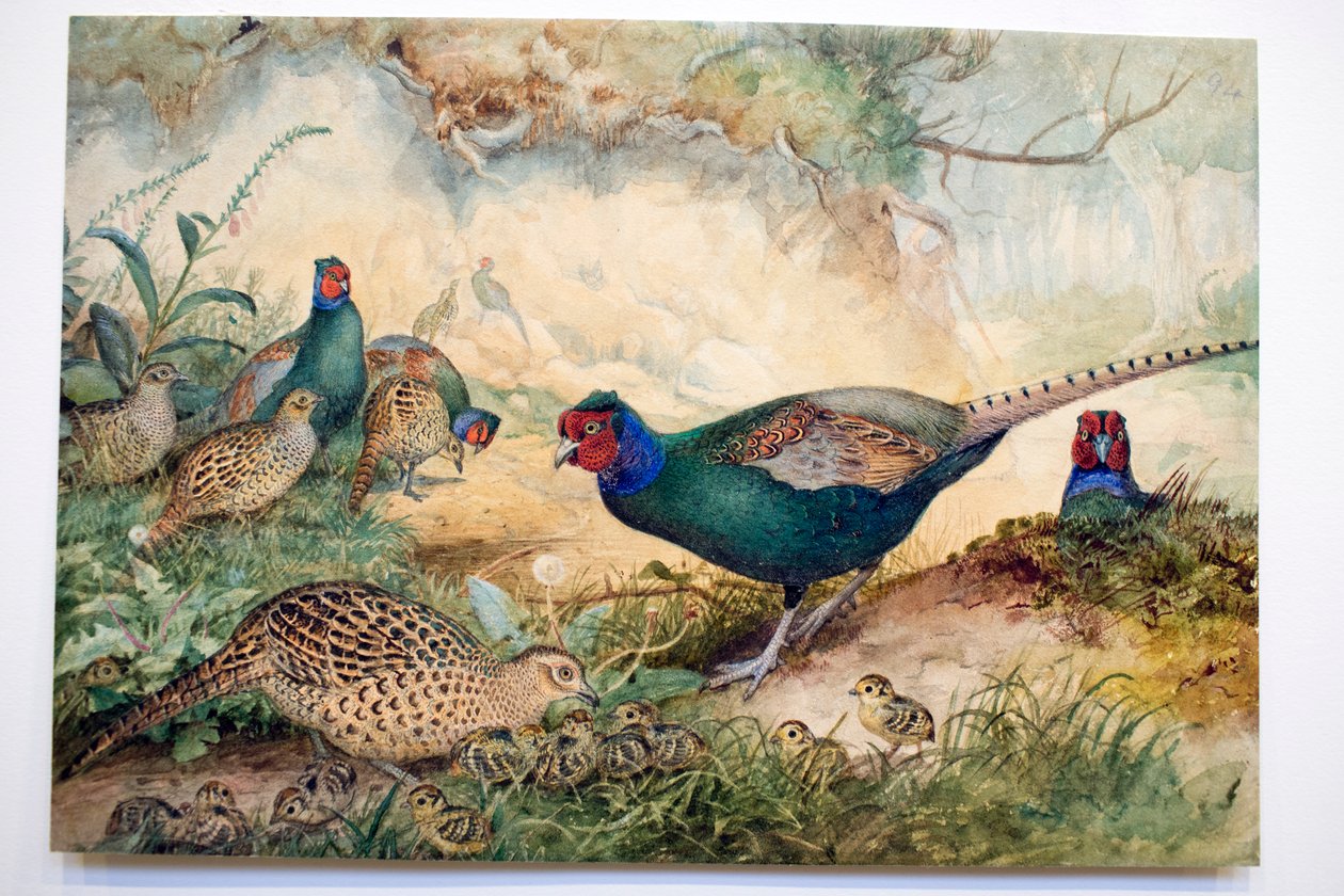 التدرج الياباني ، 1865 بواسطة جوزيف وولف