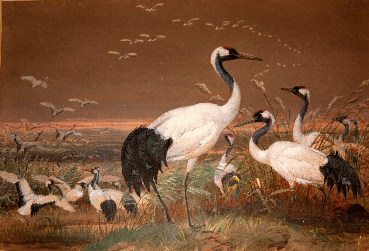رافعة منشوريان (Grus viridirostris) ، c.1851-76 (مرحاض وقلم رصاص على ورق) بواسطة جوزيف وولف