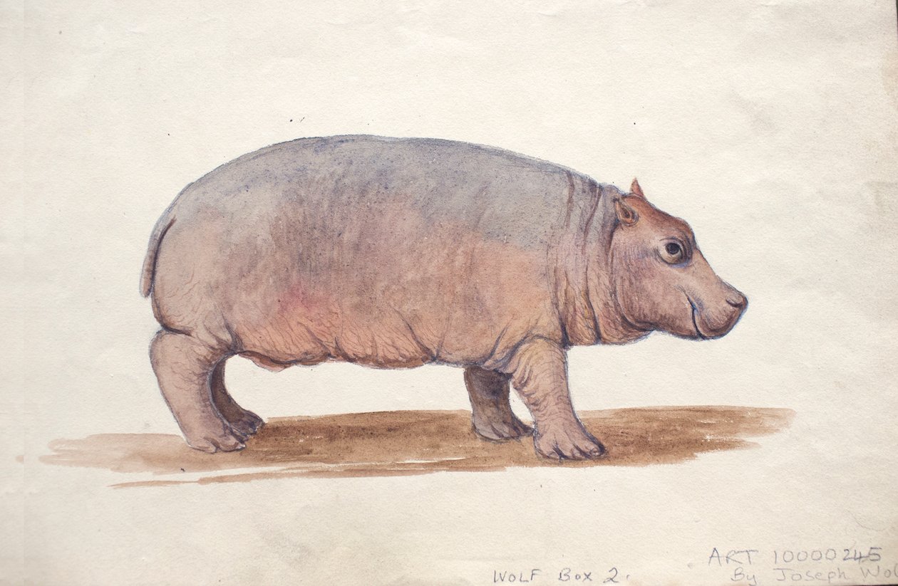 اوبيش ، ج .1850 بواسطة جوزيف وولف