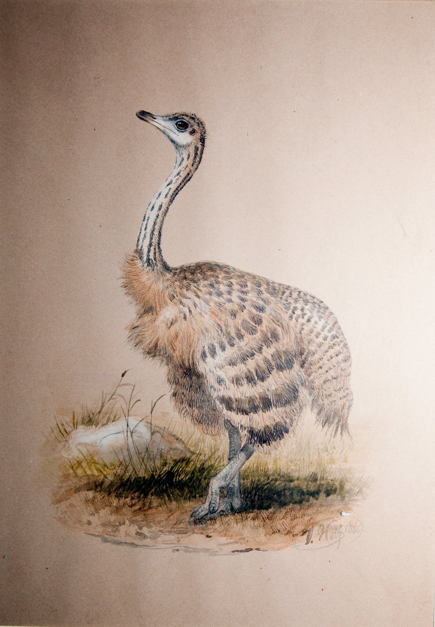 النعامة ، c.1850 بواسطة جوزيف وولف