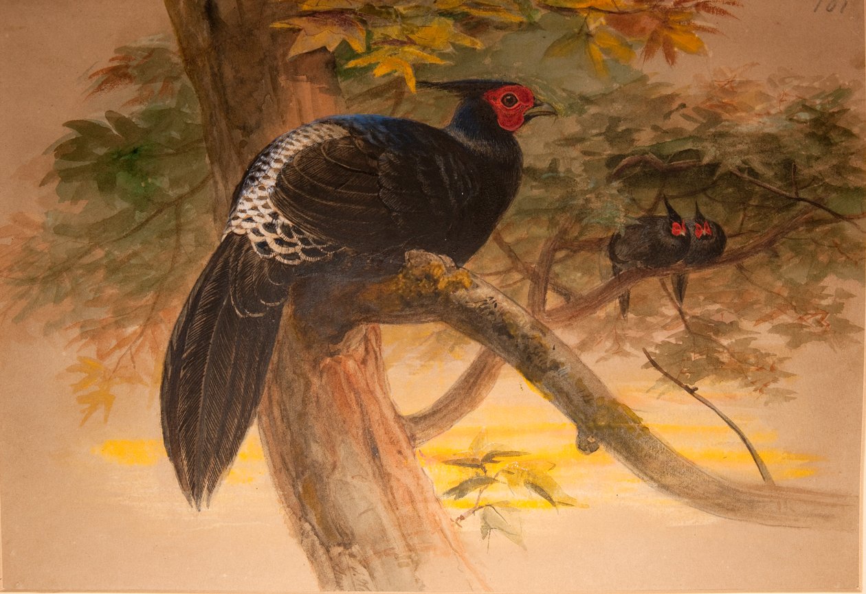 Purple Kaleege (Euplocamus horsfieldi) ، c.1851-76 (مرحاض وقلم رصاص على ورق) بواسطة جوزيف وولف