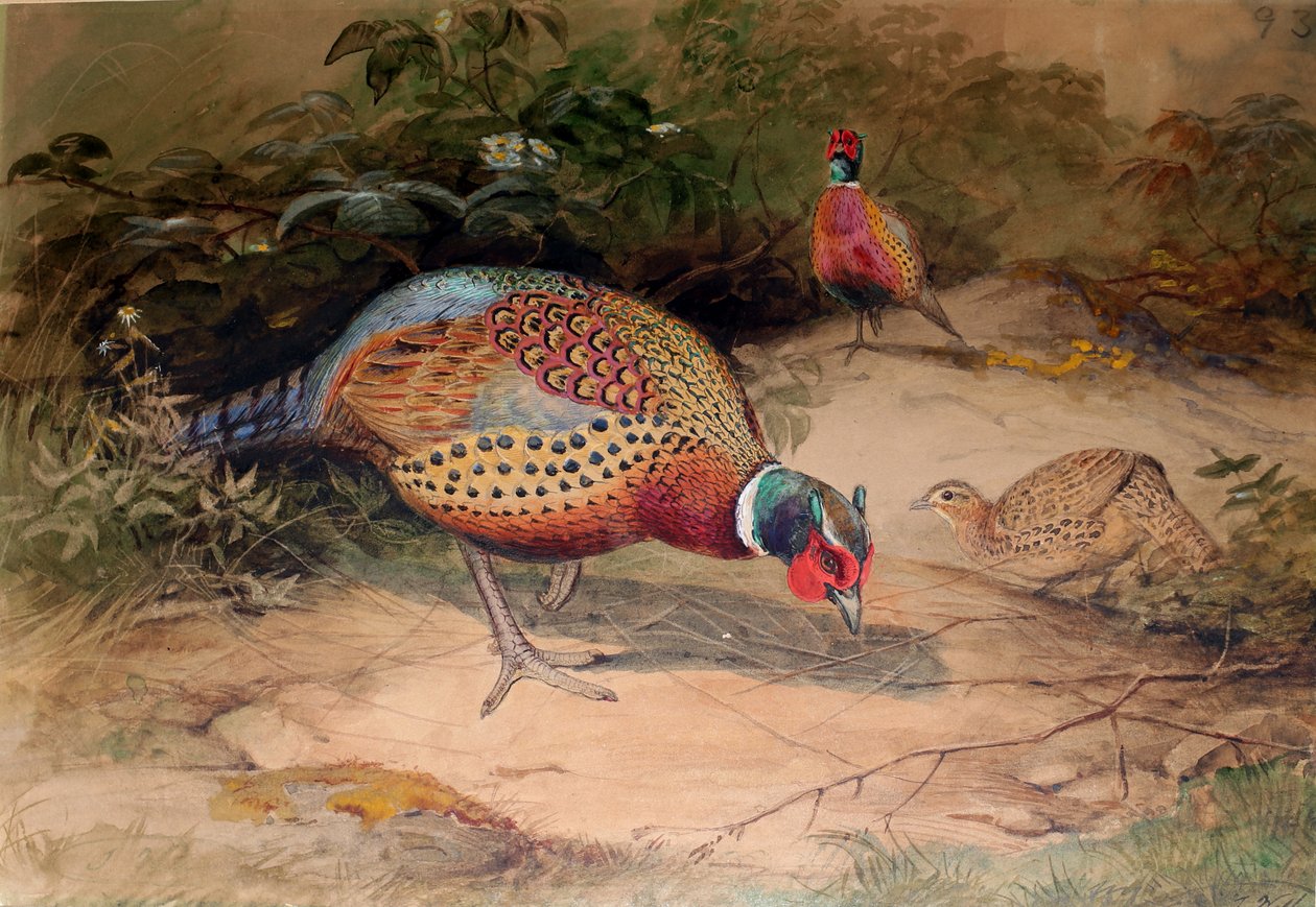 الدراج ذو العنق الدائري (Phasianus torquatus) ، 1852-54 بواسطة جوزيف وولف