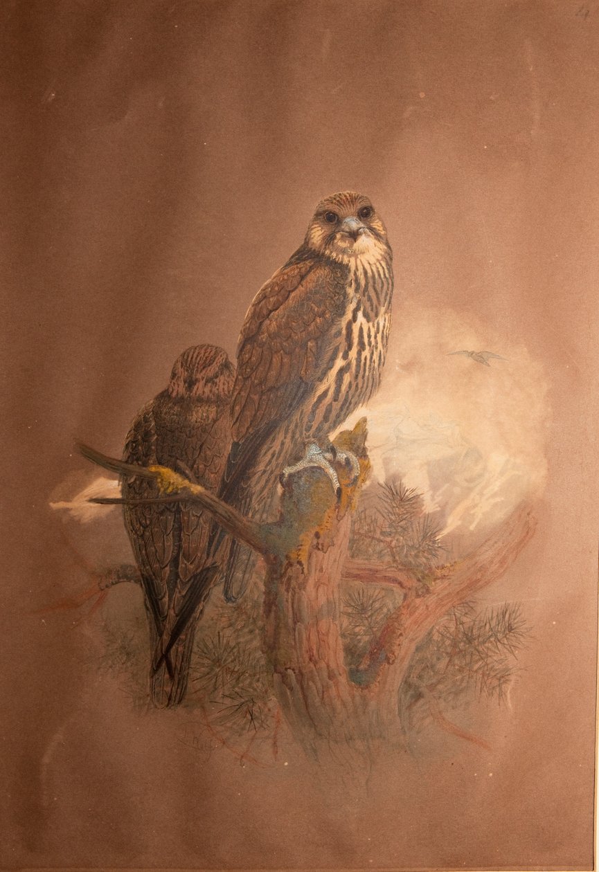 صقر فالكون (Falco sacer) ، 1856-1887 بواسطة جوزيف وولف