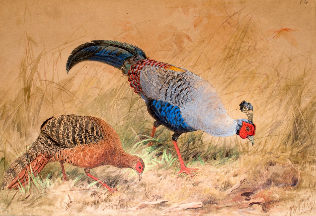 الدراج السيامي (يفضل Enplocamns) ، 1852-54 بواسطة جوزيف وولف