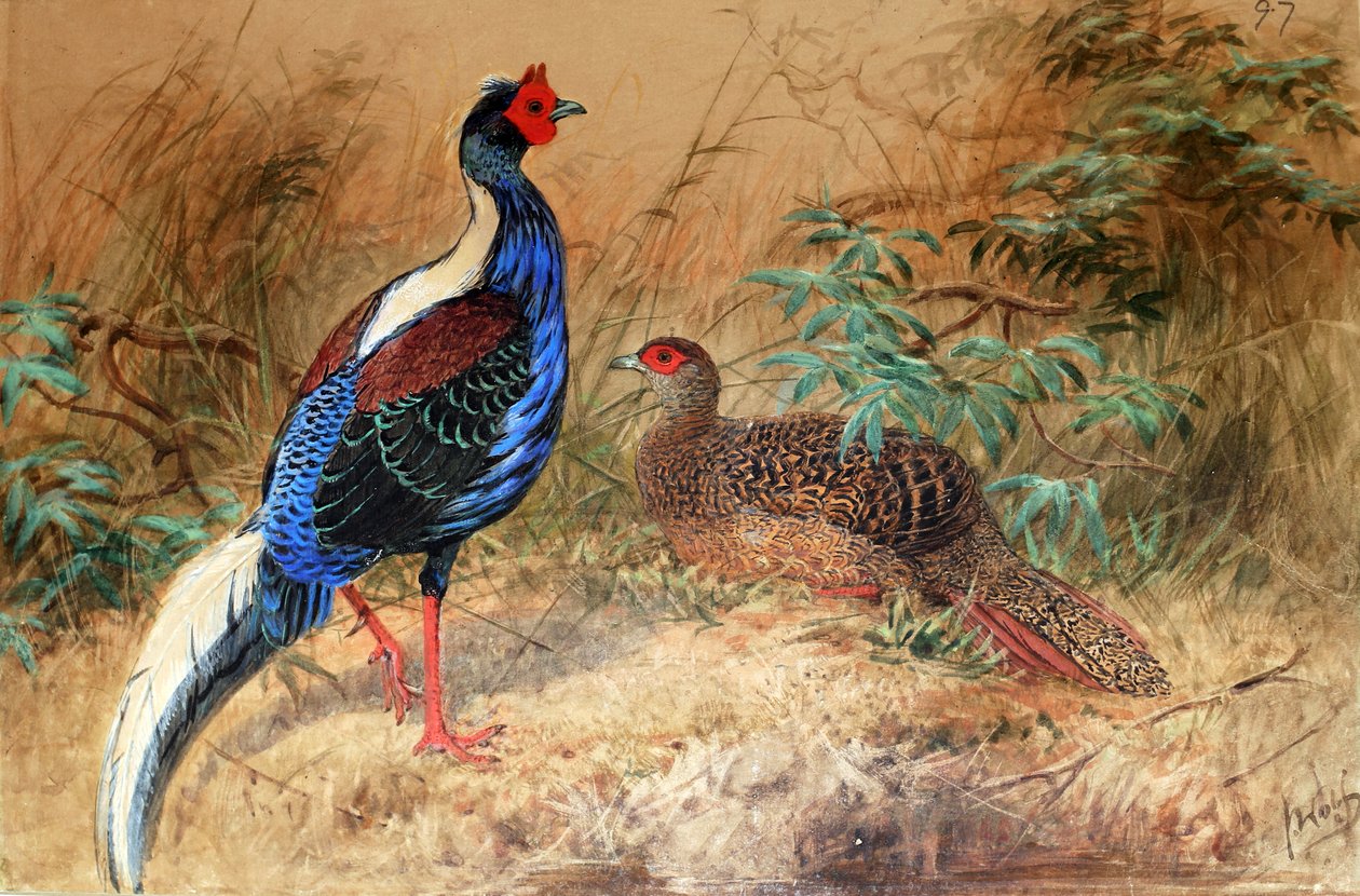 الدراج Swinhoe (Euplocamus swinhoii) ، 1852-54 بواسطة جوزيف وولف