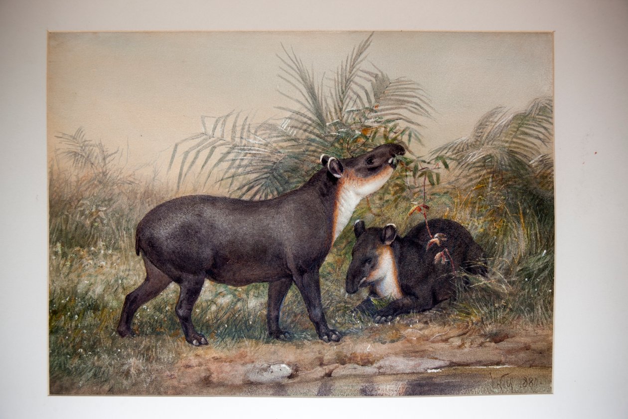 التابير ، 1880 بواسطة جوزيف وولف