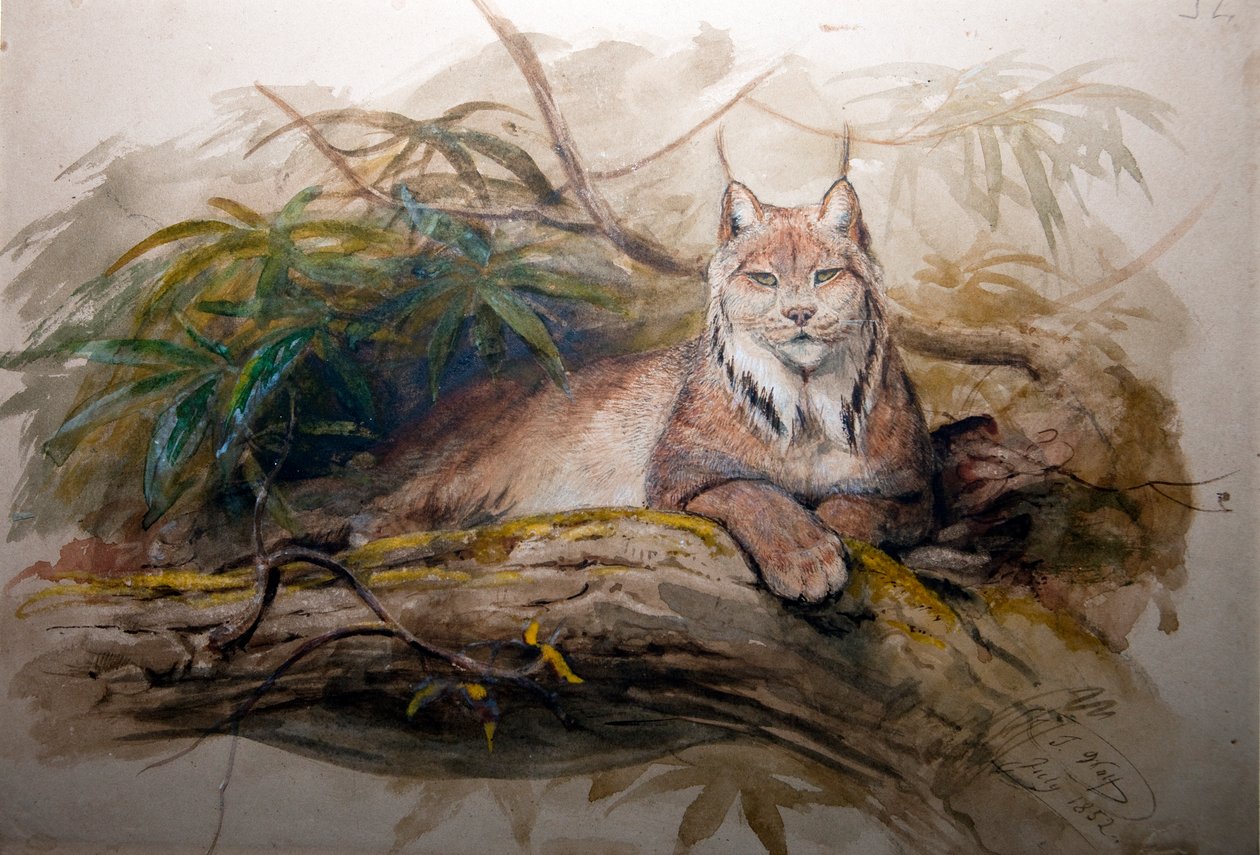 الوشق الكندي (Felis canadensis) ، 1852 بواسطة جوزيف وولف