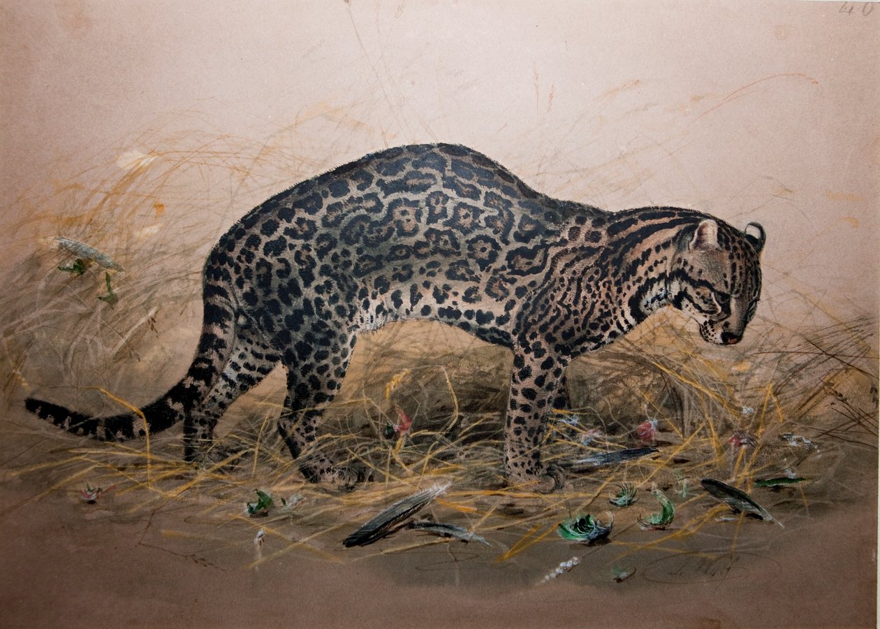 ال Ocelot المرسومة (فيليس في الصورة) ، c.1850 بواسطة جوزيف وولف