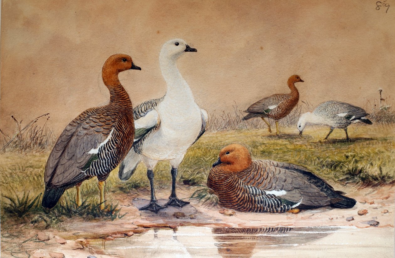 Upland Goose (Bernicla magellanica) ، 1852-54 بواسطة جوزيف وولف