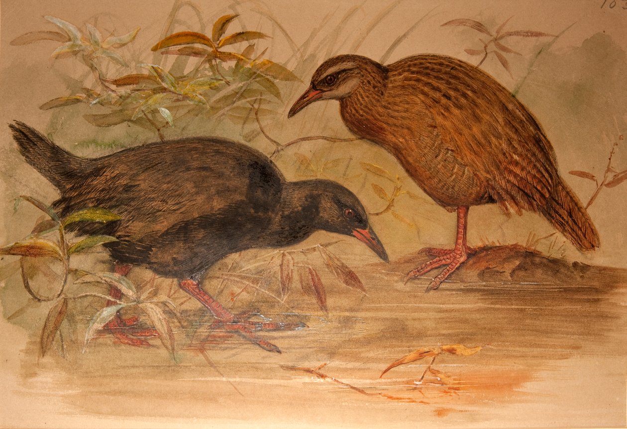 Weka Rail (Ocydromus australis) ، c.1851-76 (مرحاض وقلم رصاص على ورق) بواسطة جوزيف وولف