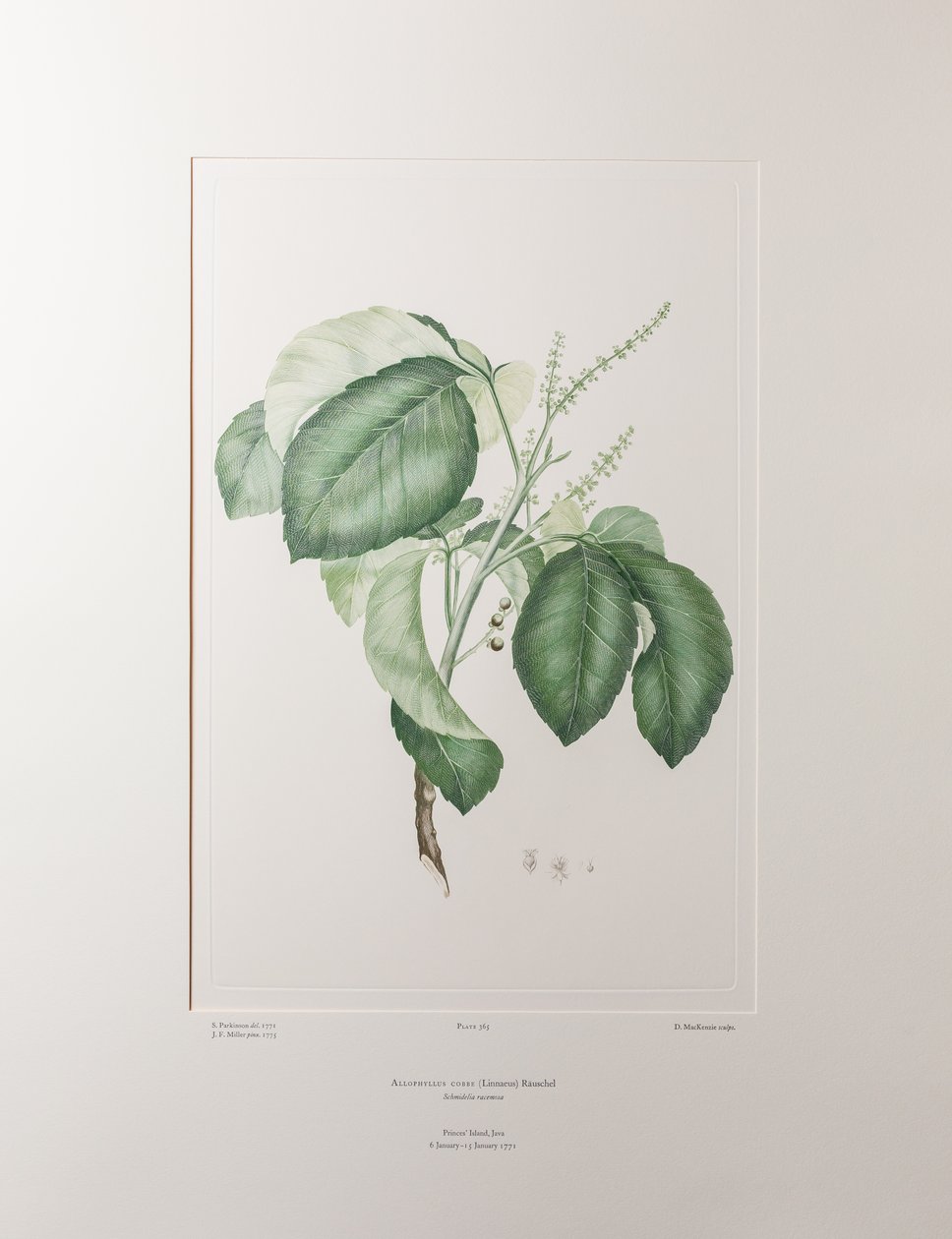 Allophyllus cobbe (Sapindaceae) - اللوحة 365، Florilegium للبنوك، حوالي 1771-84 (نقش نحاسي على الورق) بواسطة جوزيف بانكس