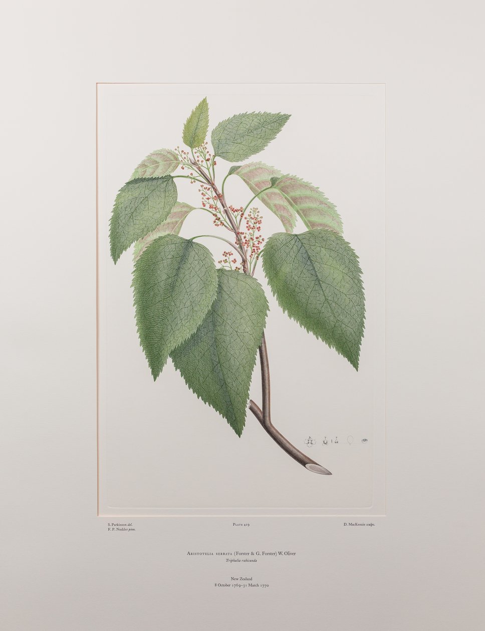 Aristotelia serrata (Elaeocarpaceae) - اللوحة 419، زهور البنوك، حوالي 1771-1784 (نقش نحاسي على الورق) بواسطة جوزيف بانكس