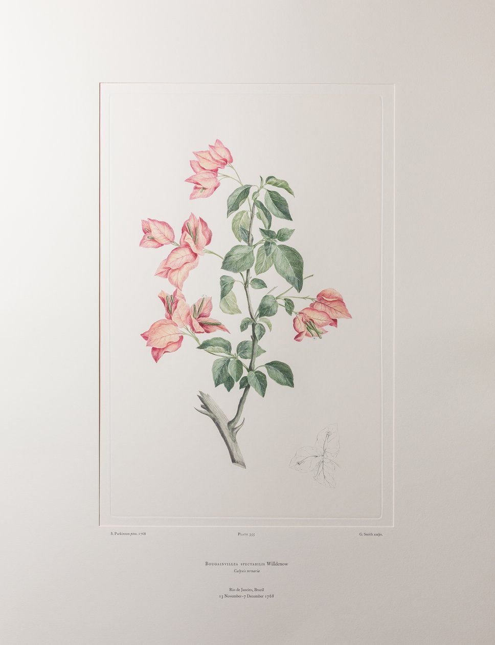 Bouganvillea spectabilis (Nyctaginaceae) - اللوحة 355، زهور البنوك، حوالي 1771-84 (نقش نحاسي على الورق) بواسطة جوزيف بانكس