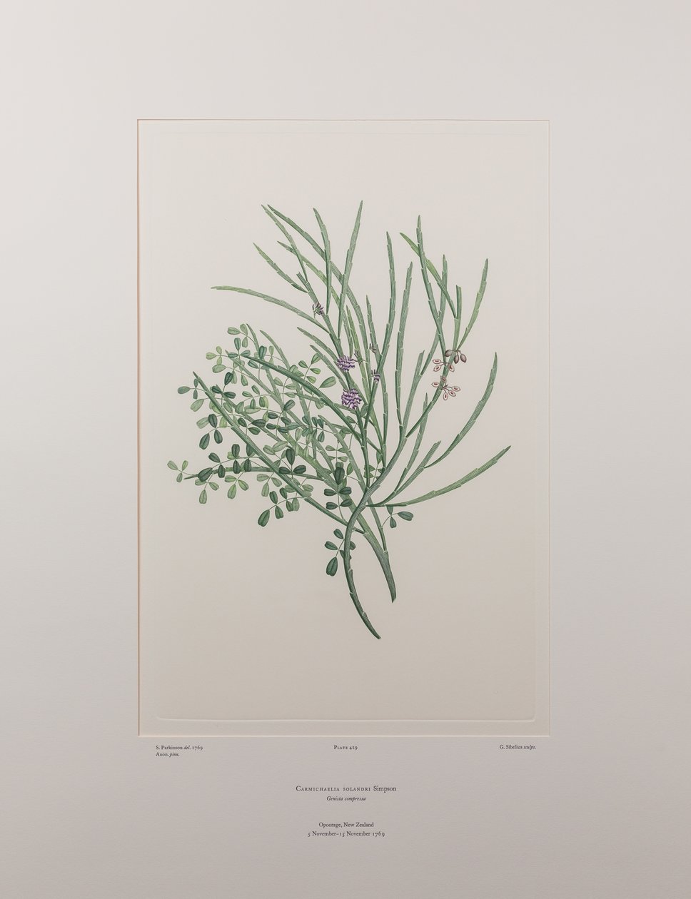 Carmichaelia solandri (Leguminosae) - اللوحة 429، Florilegium البنوك، c.1771-84 (نقش نحاسي على الورق) بواسطة جوزيف بانكس