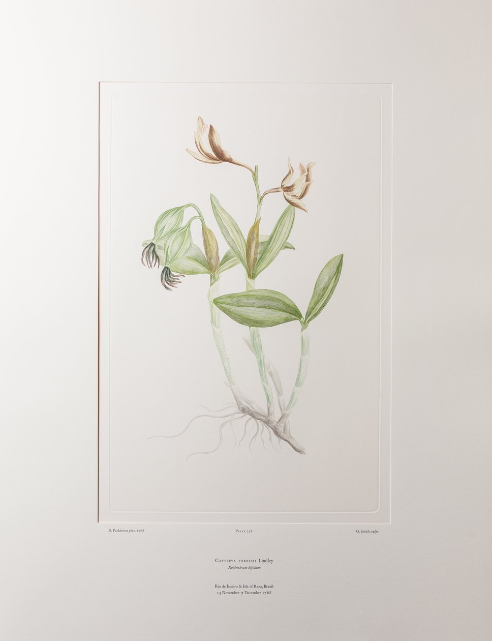 كاتليا فوربيسي (Orchidaceae) - اللوحة 358، زهور البنوك، حوالي 1771-84 (نقش نحاسي على الورق) بواسطة جوزيف بانكس