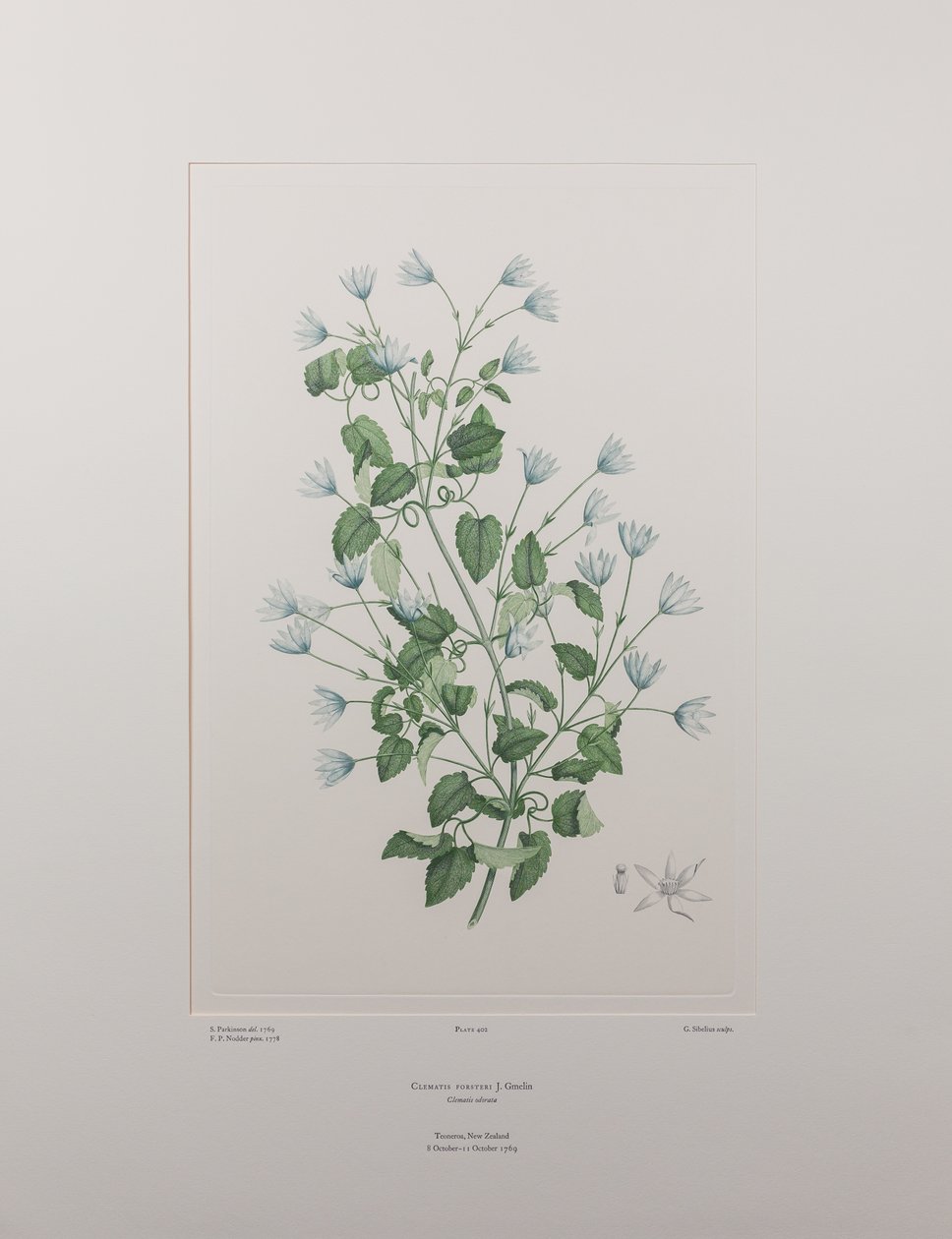 Clematis forsteri (Ranunculaceae) - اللوحة 402، زهور البنوك، حوالي 1771-84 (نقش على لوح نحاسي على الورق) بواسطة جوزيف بانكس