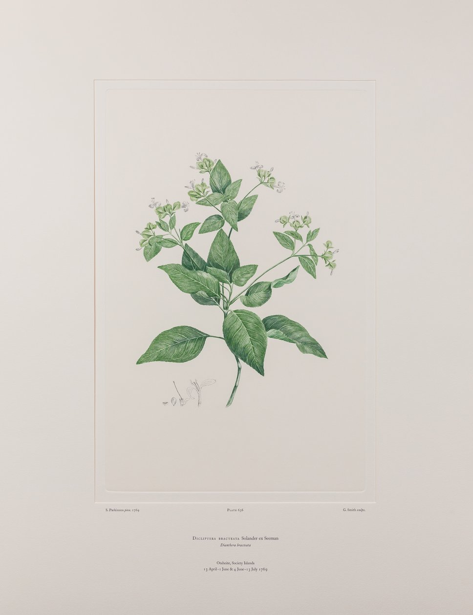 Dicliptera bracteata (Acanthaceae) - اللوحة 636، Florilegium البنوك، c.1771-84 (نقش نحاسي على الورق) بواسطة جوزيف بانكس
