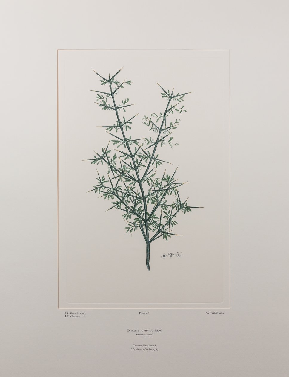 ديسكاريا توماتو (Rhamnaceae) - اللوحة 426، زهور البنوك، حوالي 1771-84 (نقش نحاسي على الورق) بواسطة جوزيف بانكس