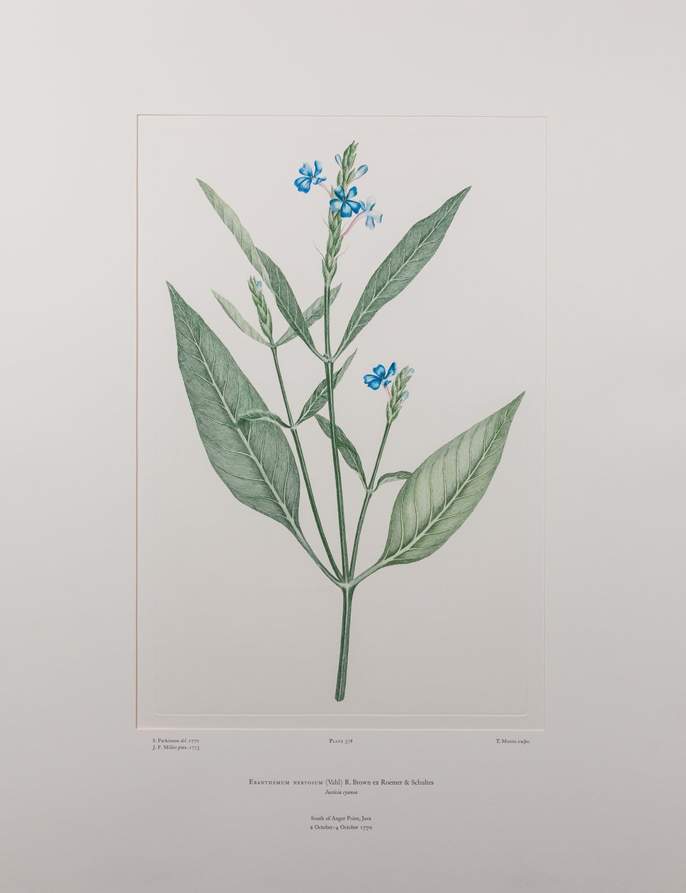 Eranthemum nervosa (Acanthaceae) - اللوحة 378، زهور البنوك، حوالي 1771-84 (نقش نحاسي على الورق) بواسطة جوزيف بانكس
