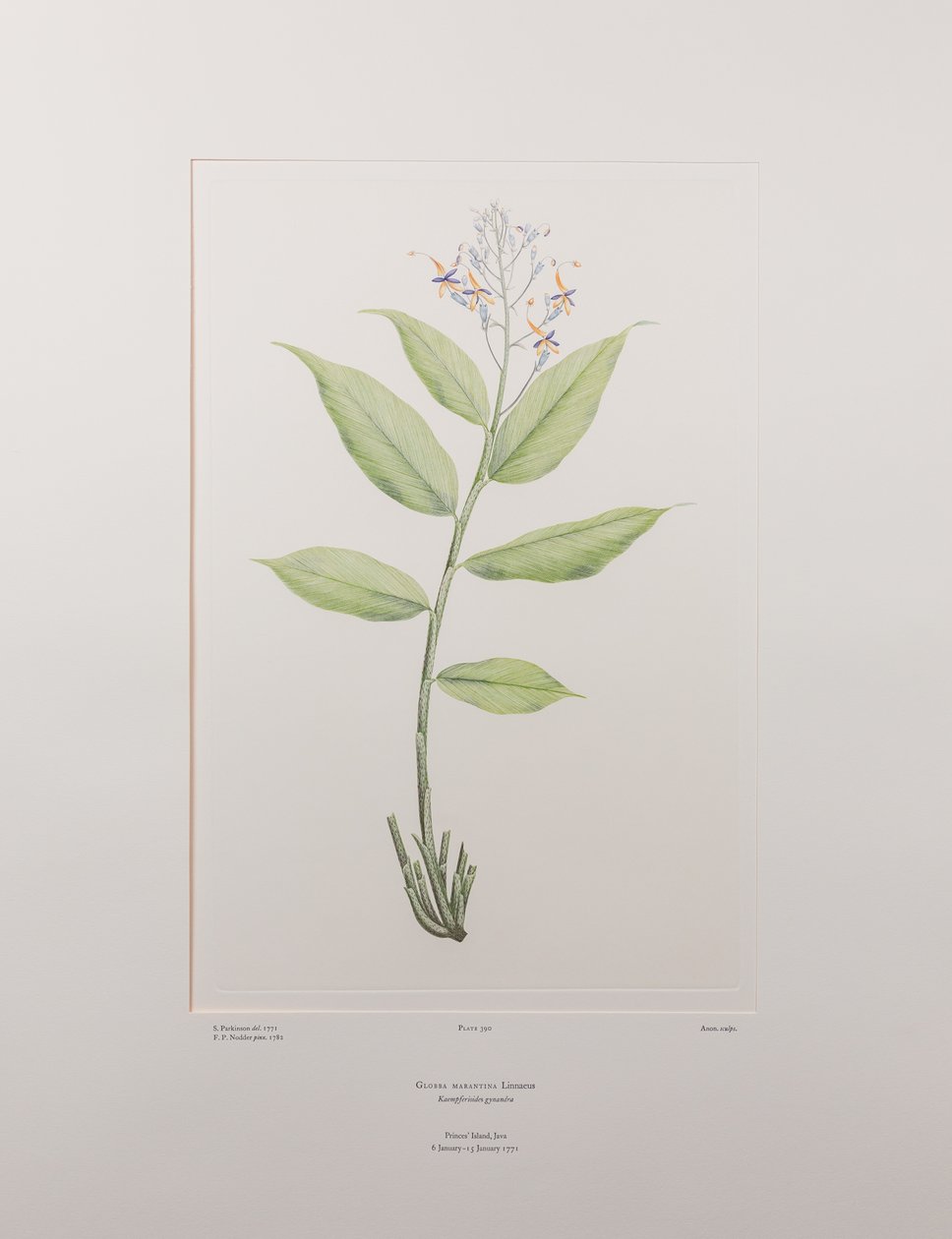 Globba marantina (Zingiberaceae) - اللوحة 390، زهور البنوك، حوالي 1771-84 (نقش نحاسي على الورق) بواسطة جوزيف بانكس