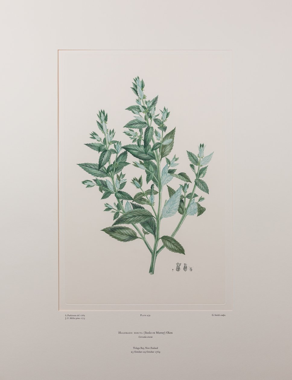 Haloragis erecta (Haloragidaceae) - اللوحة 439، زهور البنوك، حوالي 1771-84 (نقش نحاسي على الورق) بواسطة جوزيف بانكس