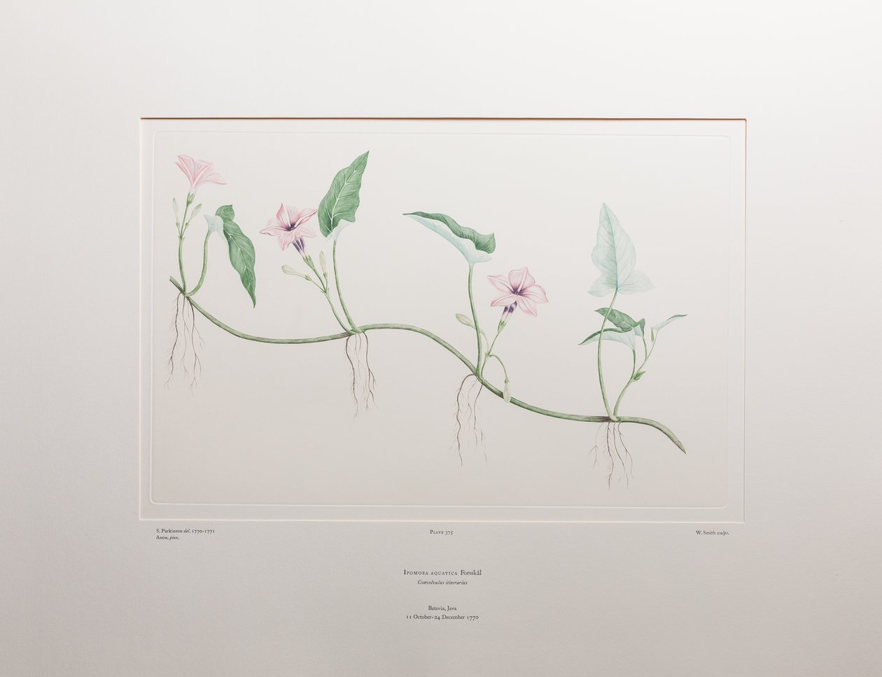 Ipomoea aquatica (Convolvulaceae) - اللوحة 375، زهور البنوك، حوالي 1771-84 (نقش نحاسي على الورق) بواسطة جوزيف بانكس