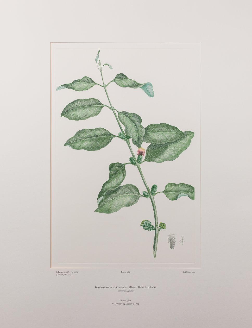 Lepeostegres Geminiflorus (Loranthaceae) - اللوحة 386، Florilegium للبنوك، حوالي 1771-84 (نقش على لوح نحاسي على الورق) بواسطة جوزيف بانكس