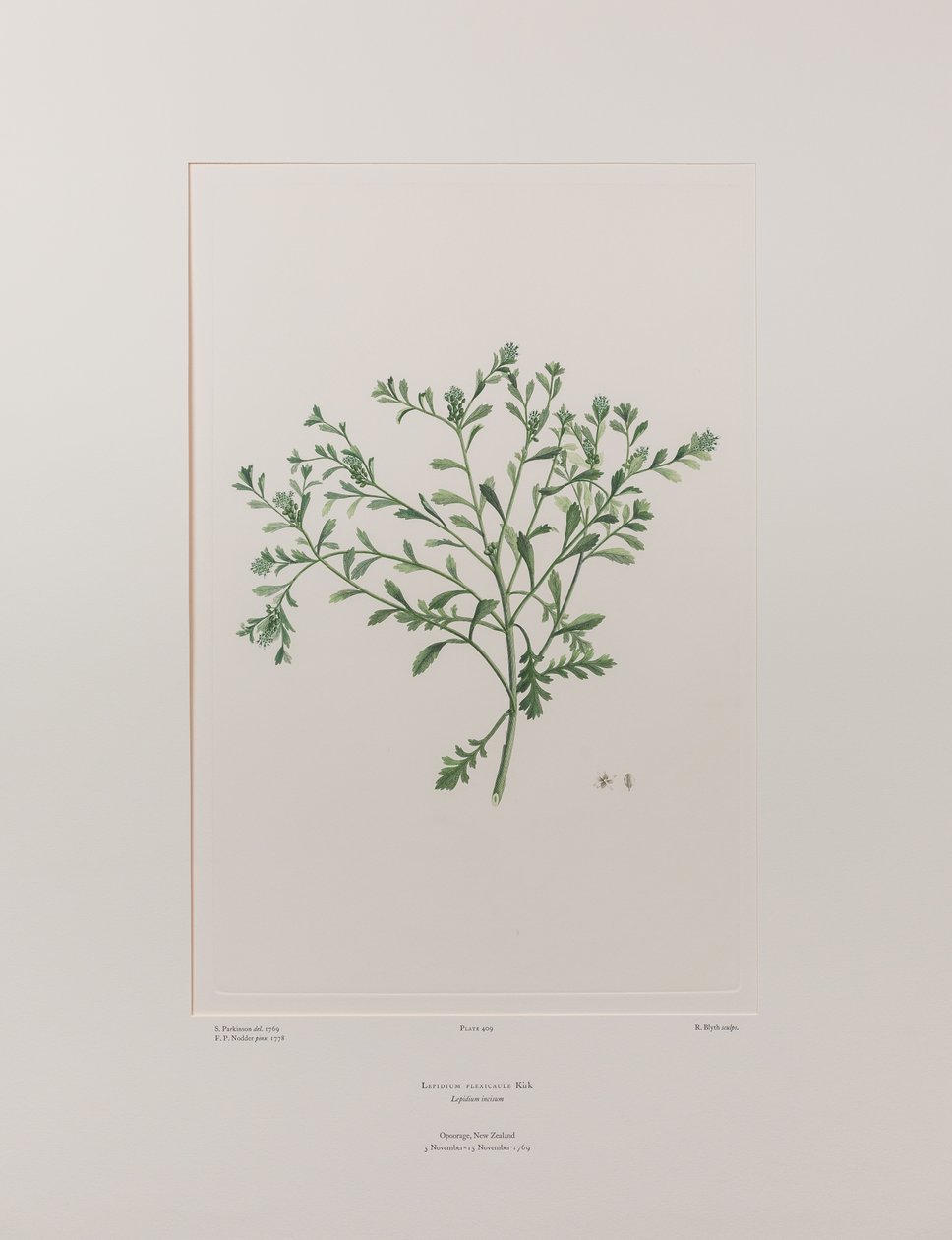 Lepidium flexicaule (Cruciferae) - اللوحة 409، Florilegium البنوك، c.1771-84 (نقش نحاسي على الورق) بواسطة جوزيف بانكس
