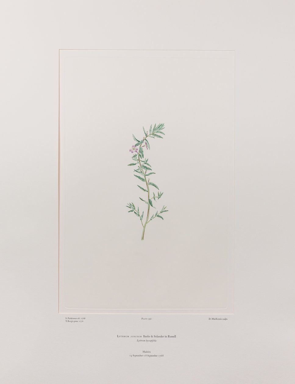 Lythrum junceum (Lythraceae) - اللوحة 392، Florilegium للبنوك، حوالي 1771-84 (نقش على لوح نحاسي على الورق) بواسطة جوزيف بانكس