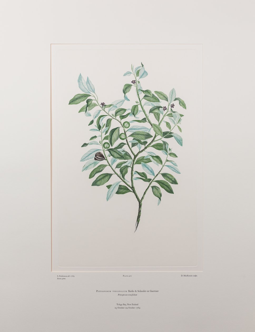 Pittosporum Tenuifolium (Pittosporaceae) - اللوحة 412، Florilegium البنوك، c.1771-84 (نقش نحاسي على الورق) بواسطة جوزيف بانكس