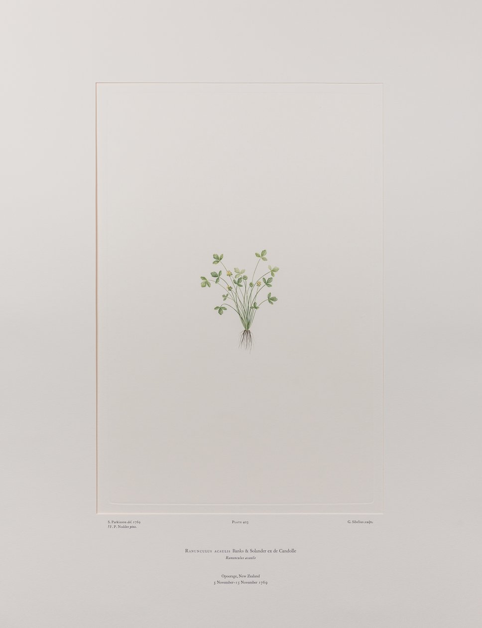 Ranunculus acaulis (Ranunculaceae) - اللوحة 403، زهور البنوك، حوالي 1771-84 (نقش نحاسي على الورق) بواسطة جوزيف بانكس
