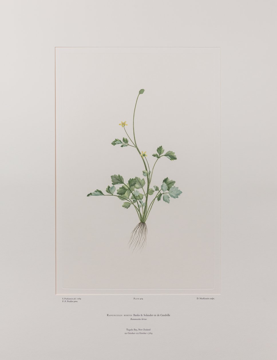 حوذان هيرتوس (Ranunculaceae) - اللوحة 404، زهور البنوك، حوالي 1771-84 (نقش نحاسي على الورق) بواسطة جوزيف بانكس