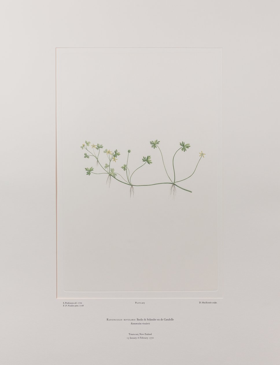 حوذان ريفولاريس (Ranunculaceae) - اللوحة 405، زهور البنوك، حوالي 1771-84 (نقش نحاسي على الورق) بواسطة جوزيف بانكس