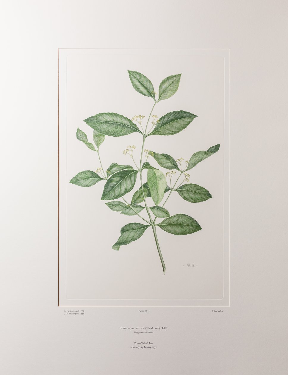 Reissantia indica (Celastraceae) - اللوحة 363، Florilegium للبنوك، حوالي 1771-84 (نقش نحاسي على الورق) بواسطة جوزيف بانكس