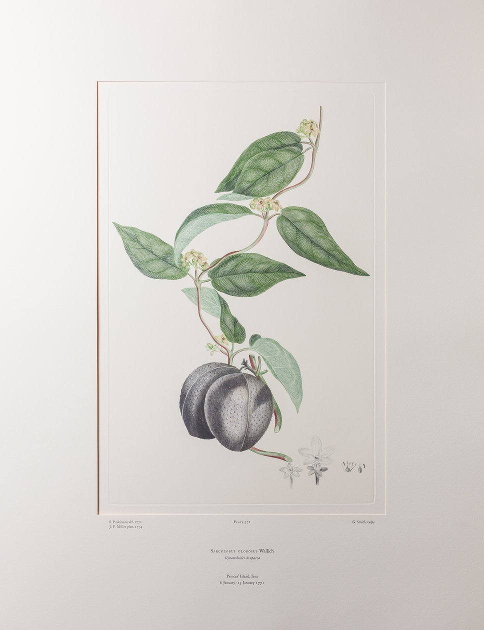Sarcolobus globosus subsp. globosus (Asclepiadaceae) - اللوحة 372، Florilegium للبنوك، حوالي 1771-84 (نقش على لوح نحاسي على الورق) بواسطة جوزيف بانكس