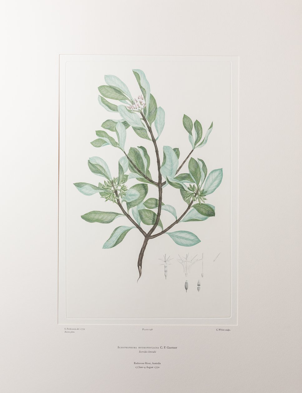 Schyphiphora hydrophyllacea (Rubiaceae) - اللوحة 148، Florilegium البنوك، c.1771-84 (نقش نحاسي على الورق) بواسطة جوزيف بانكس