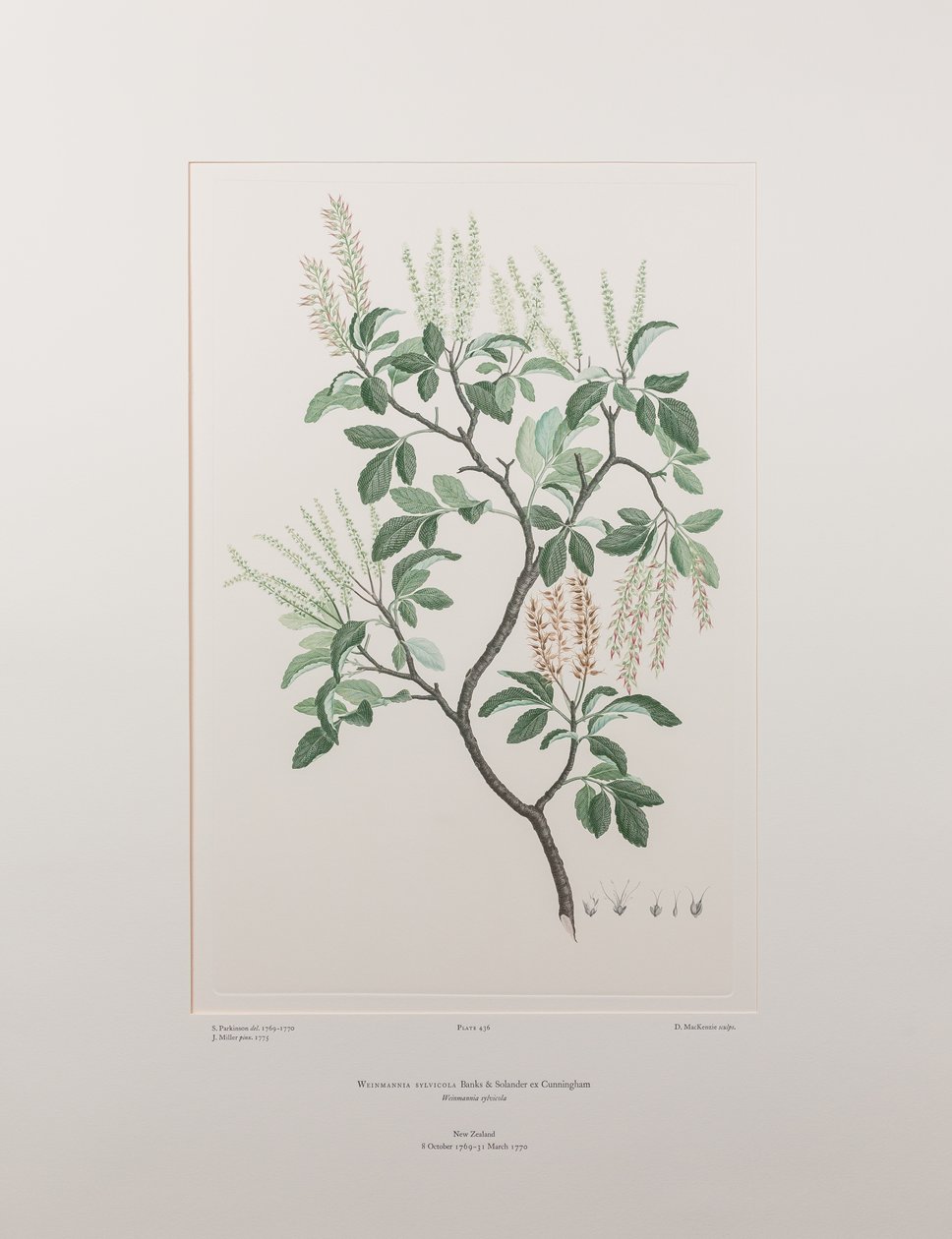 Weinmannia sylvicola (Cunoniaceae) - اللوحة 436، Florilegium للبنوك، c.1771-84 (نقش نحاسي على الورق) بواسطة جوزيف بانكس