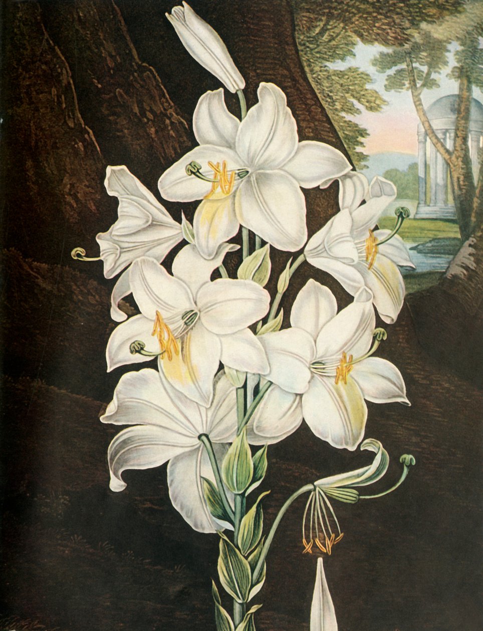 الزنبق الأبيض ، c1800 ، 1948. بواسطة جوزيف قسطنطين ستادلر